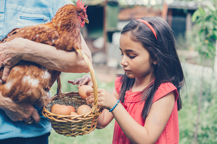 Community Chicken Coop - Sustainable Living