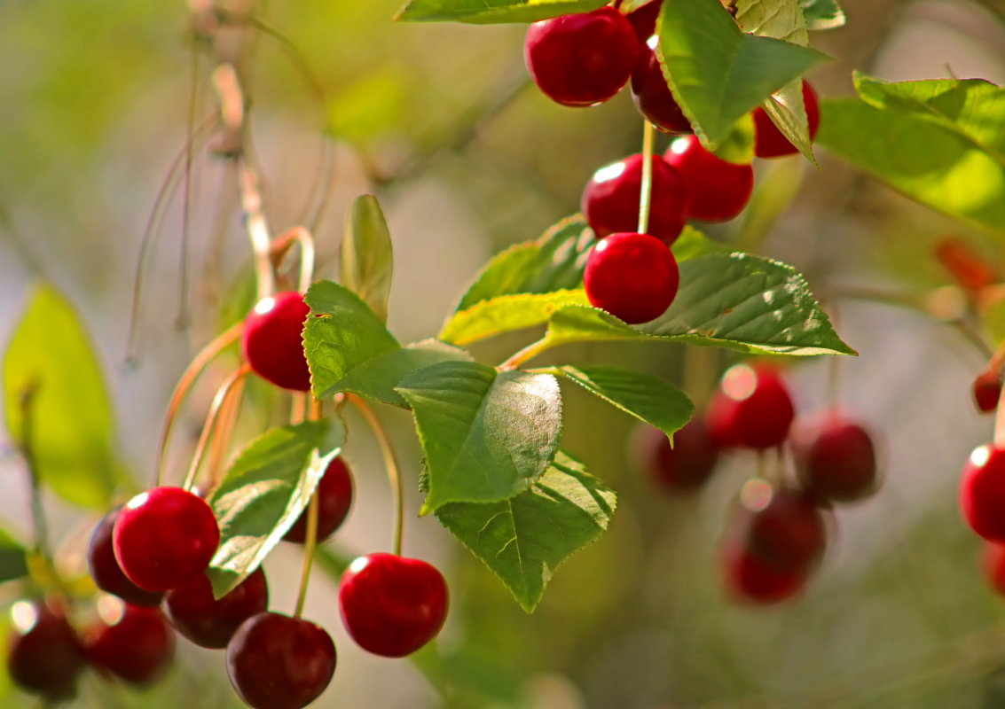 Cherry Trees