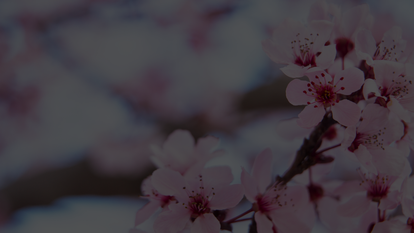 Cherry Blossems