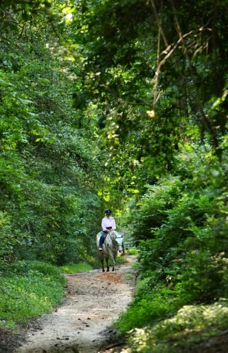 Horserider at Hitchcock Woods