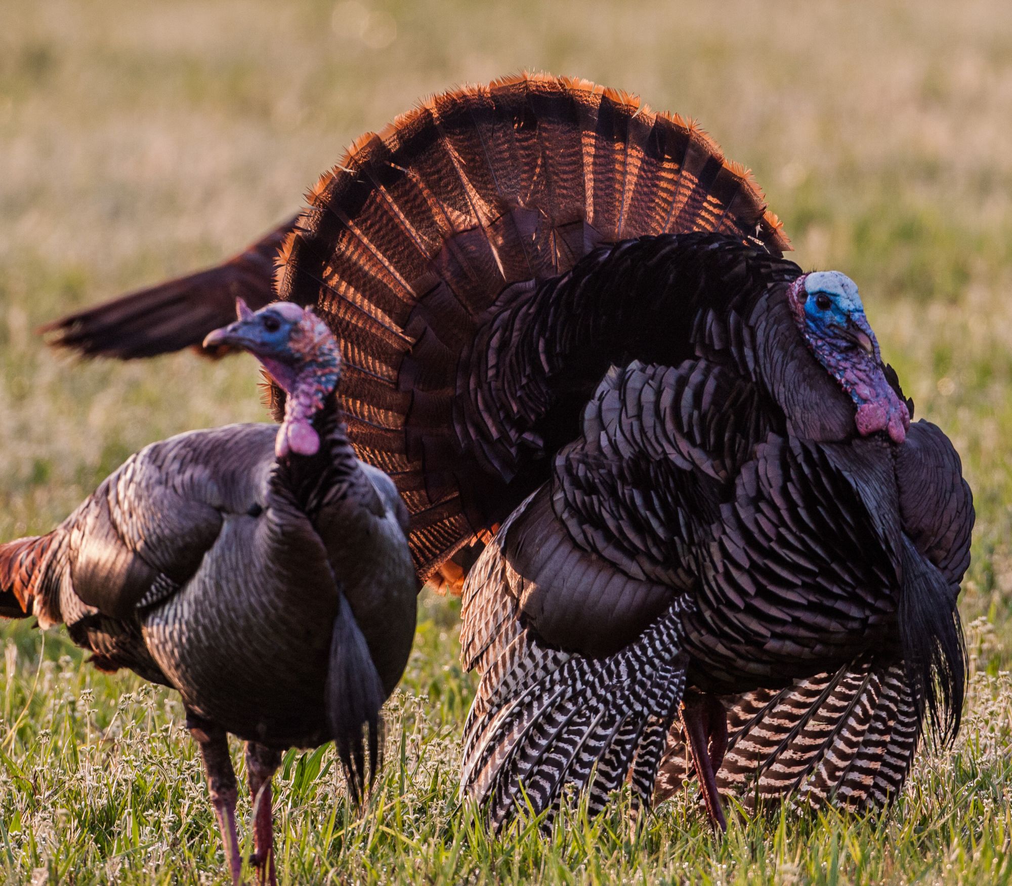 AF Wildlife - Wild Turkey