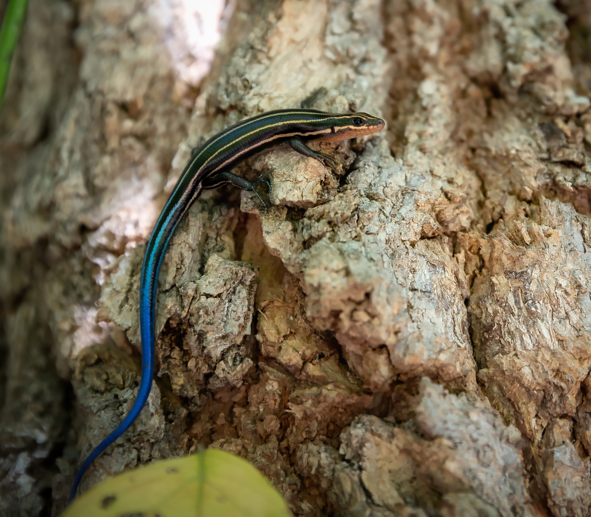 AF Wildlife - American Five-Lined Skink