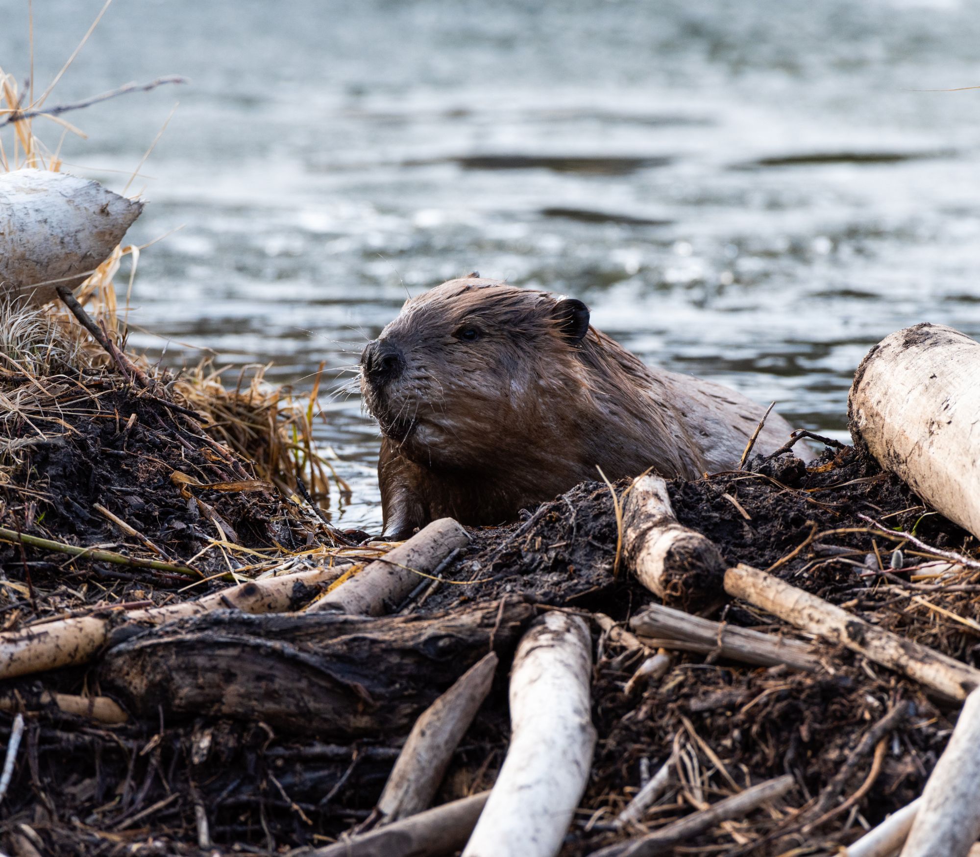 AF Wildlife - American Beaver