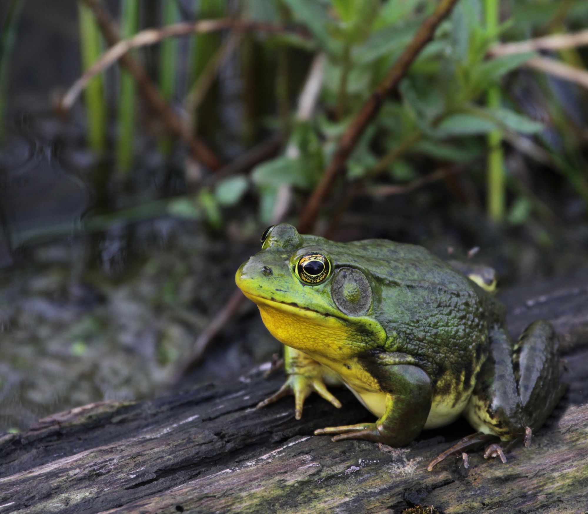 AF Wildlife - American Bullfrog