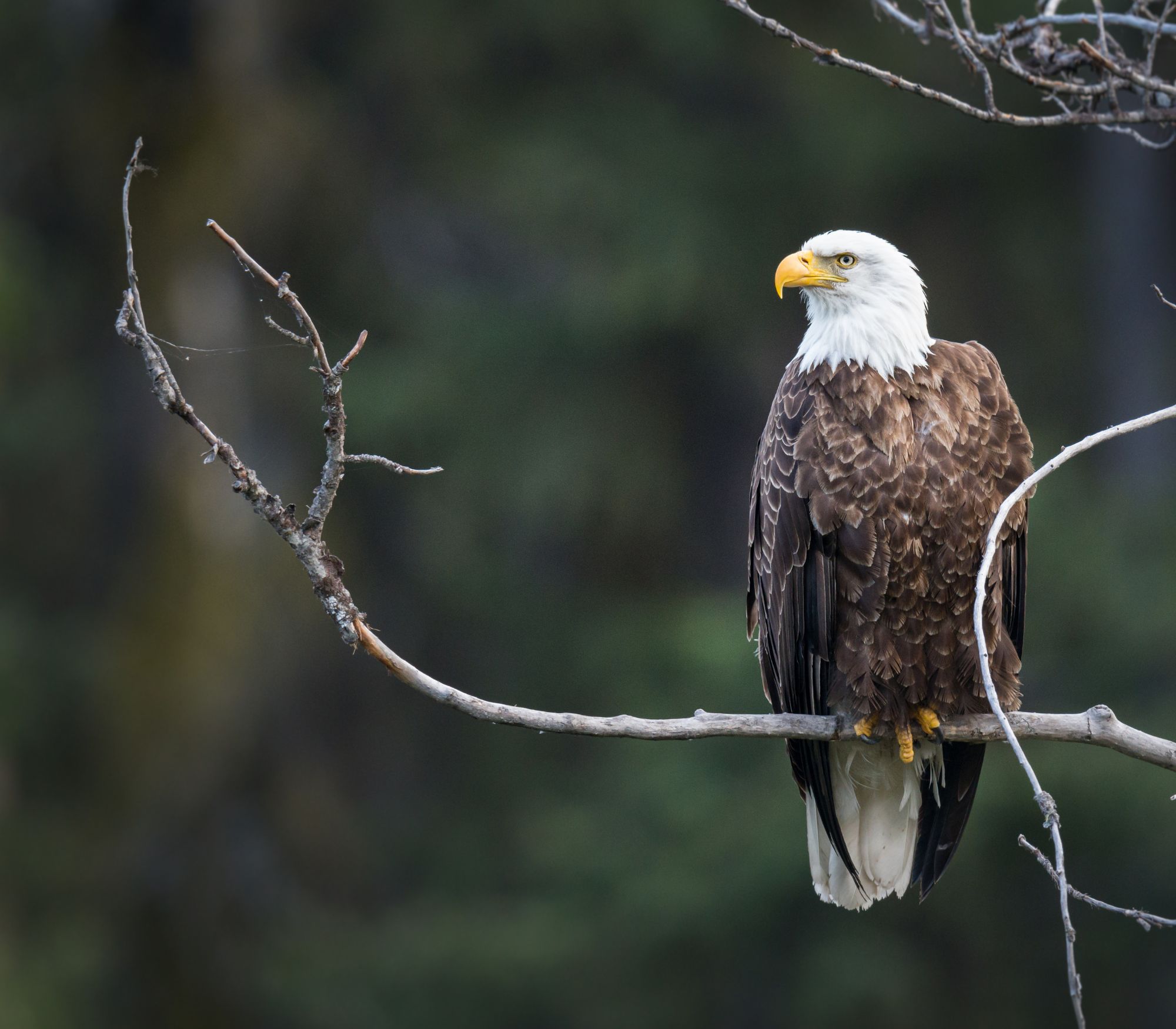 AF Wildlife - Bald Eagle