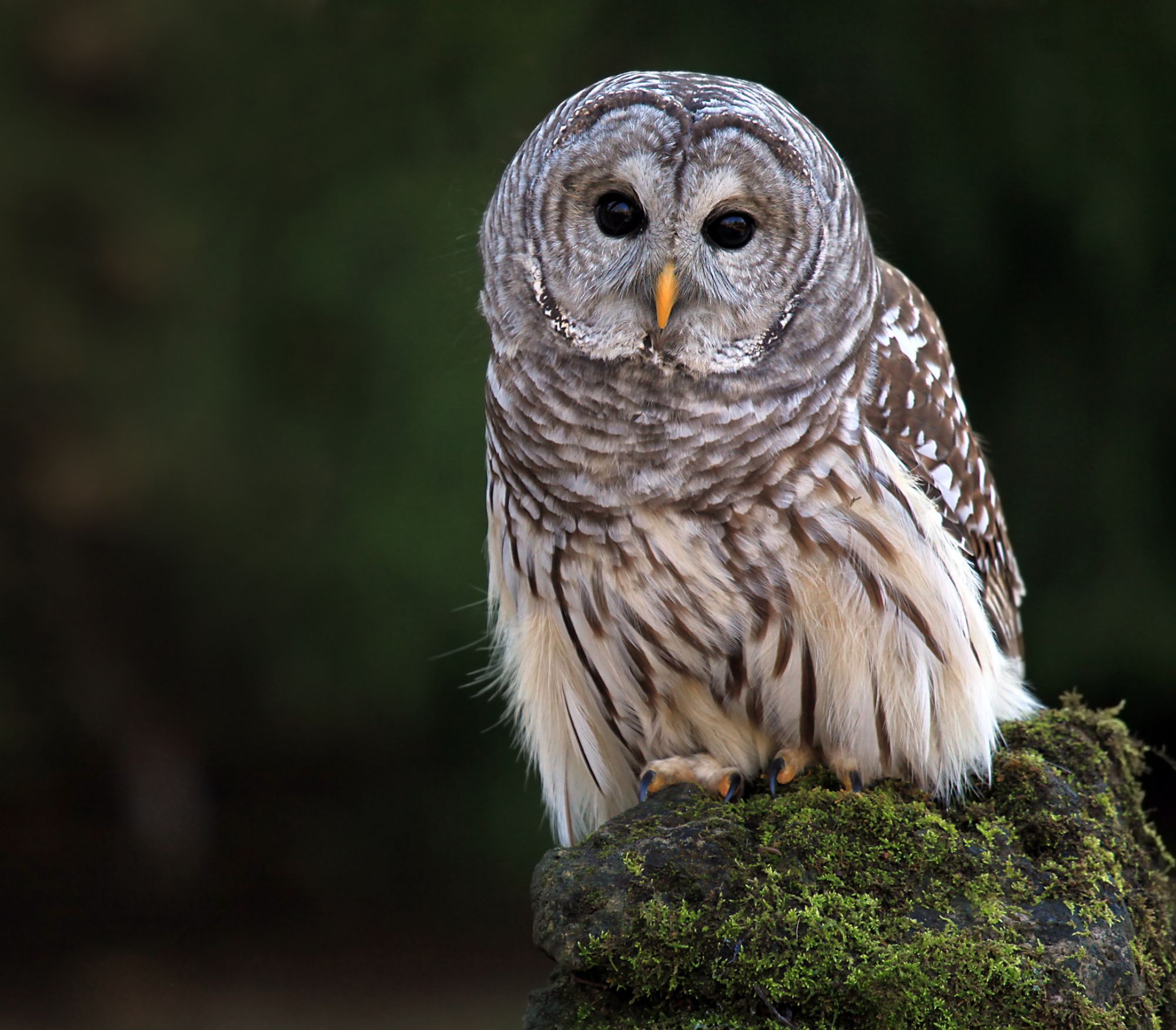 AF Wildlife - Barred Owl