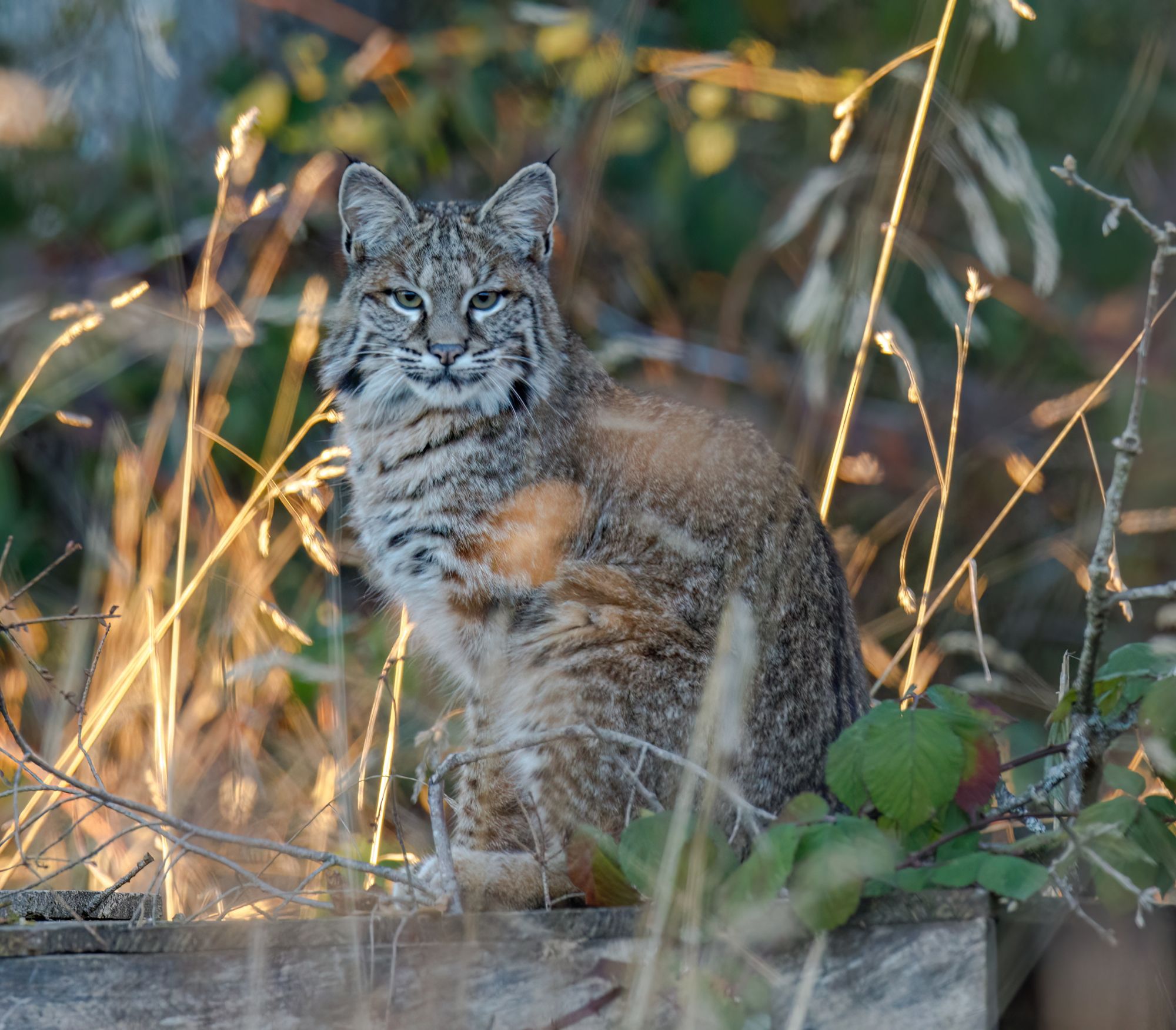 AF Wildlife - Bobcat