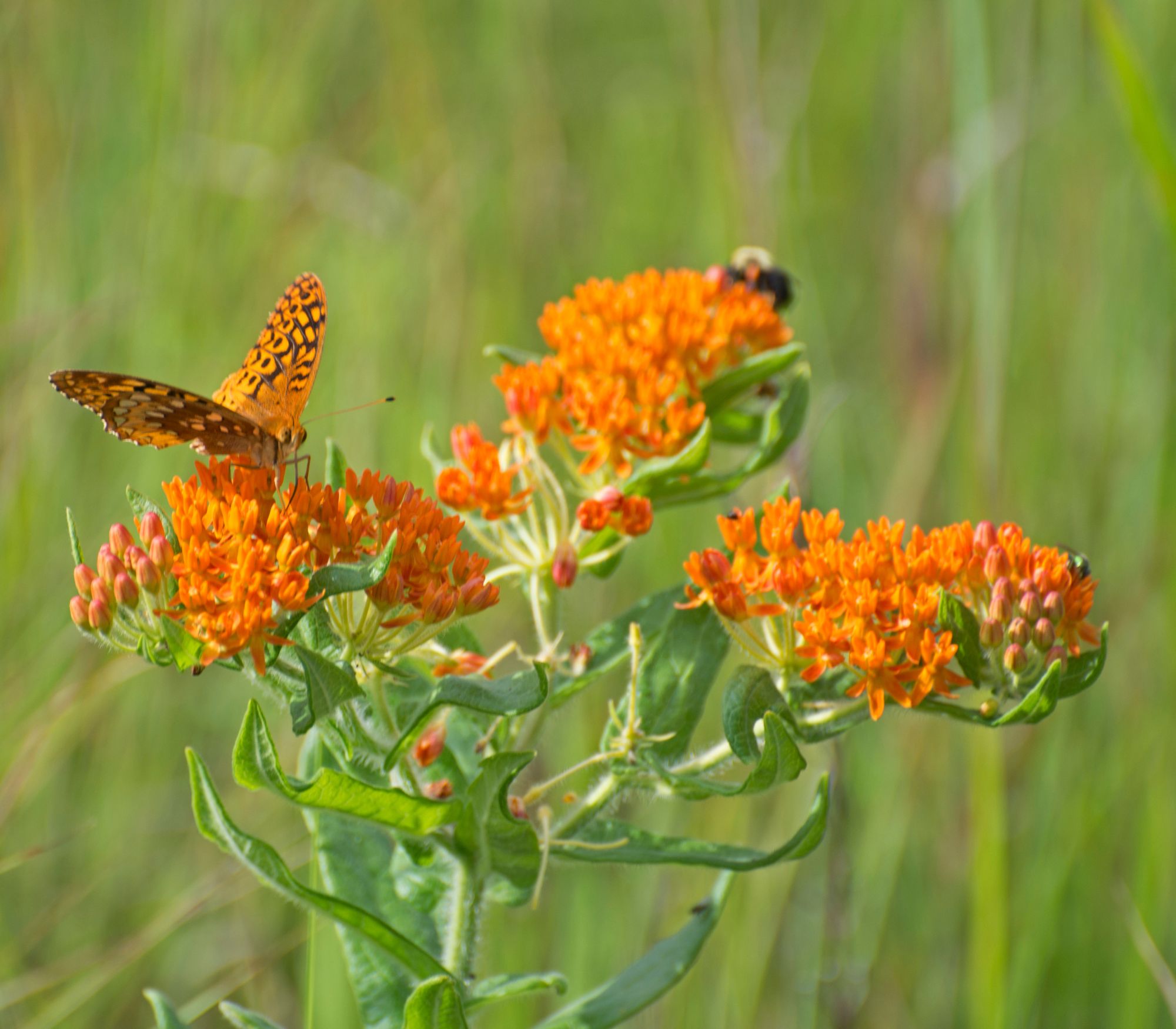 AF Wildlife - Butterfly Milkweed