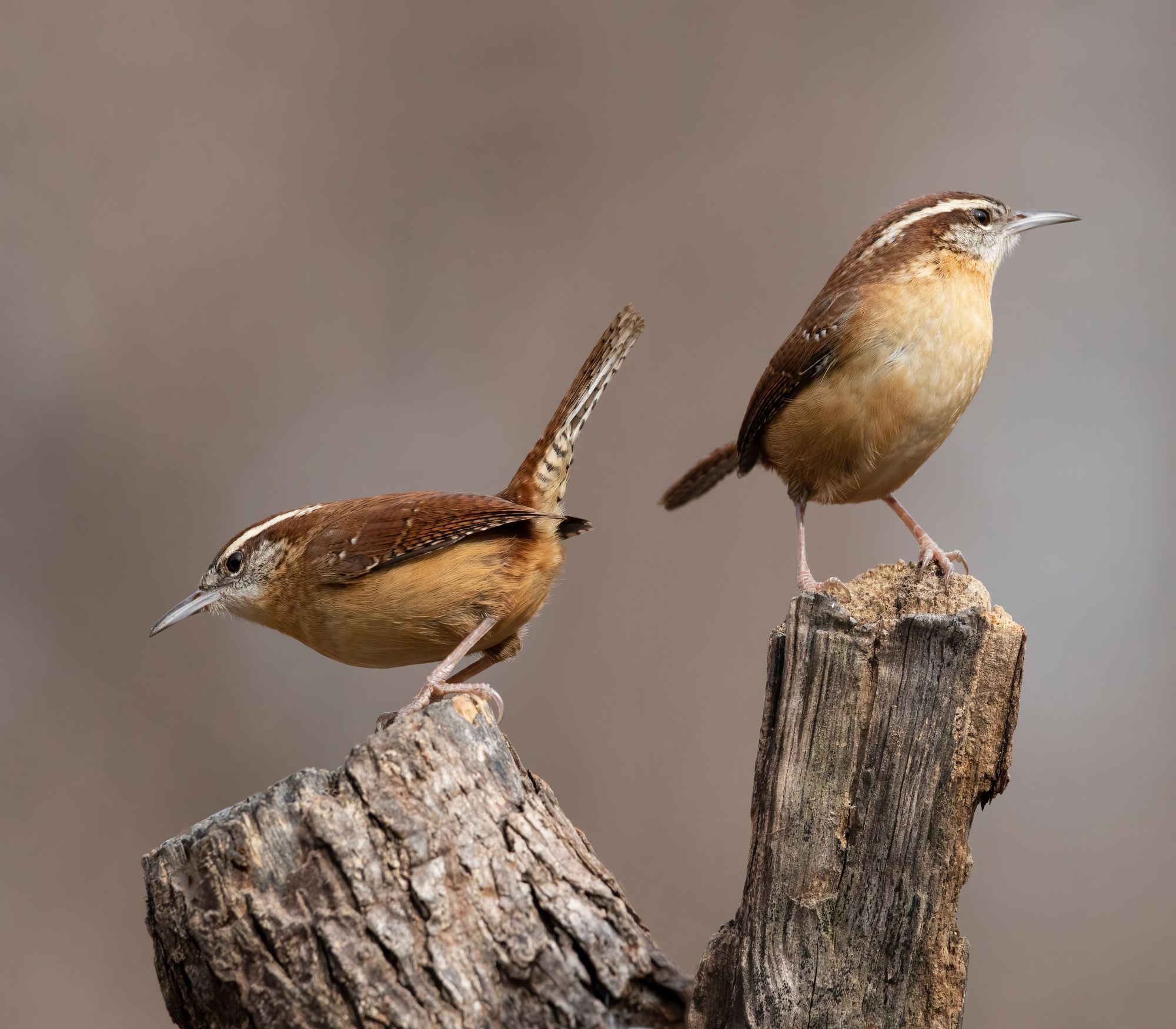 AF Wildlife - Carolina Wren