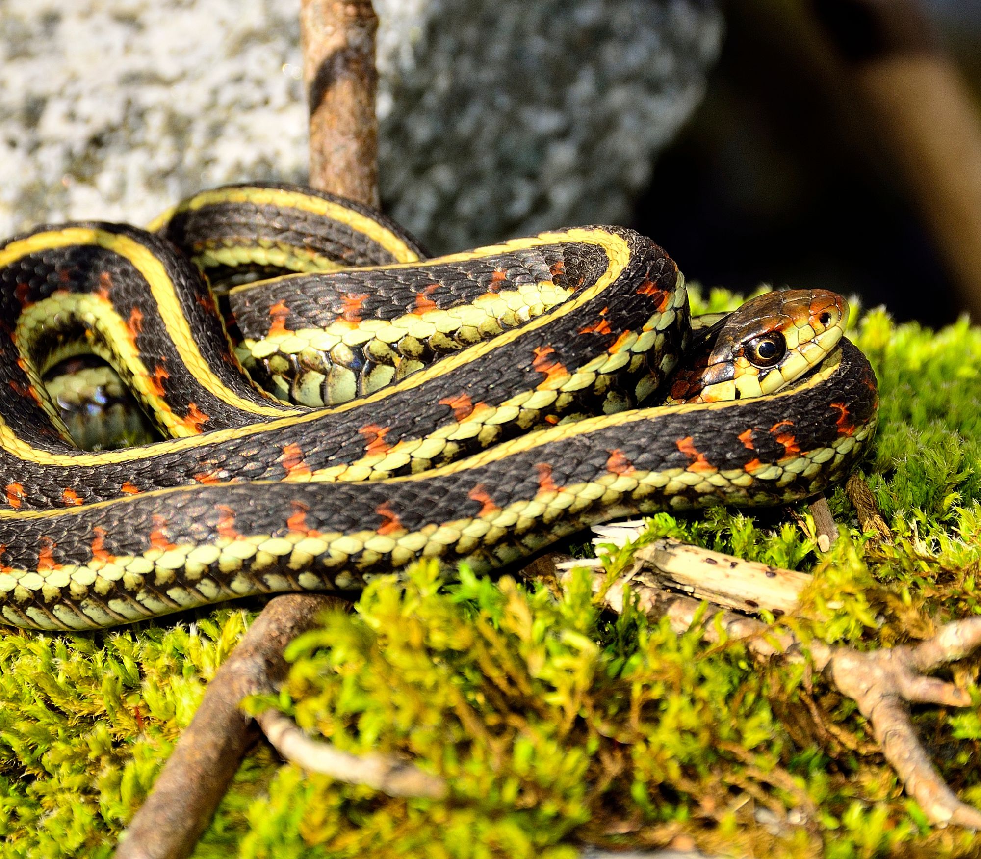 AF Wildlife - Common Garter Snake