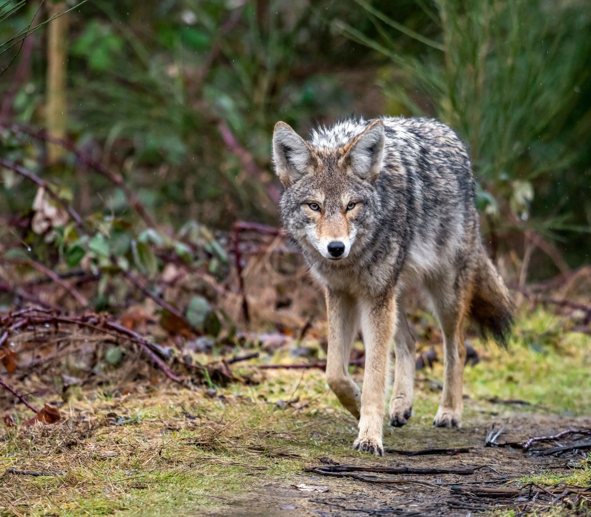 AF Wildlife - Coyote