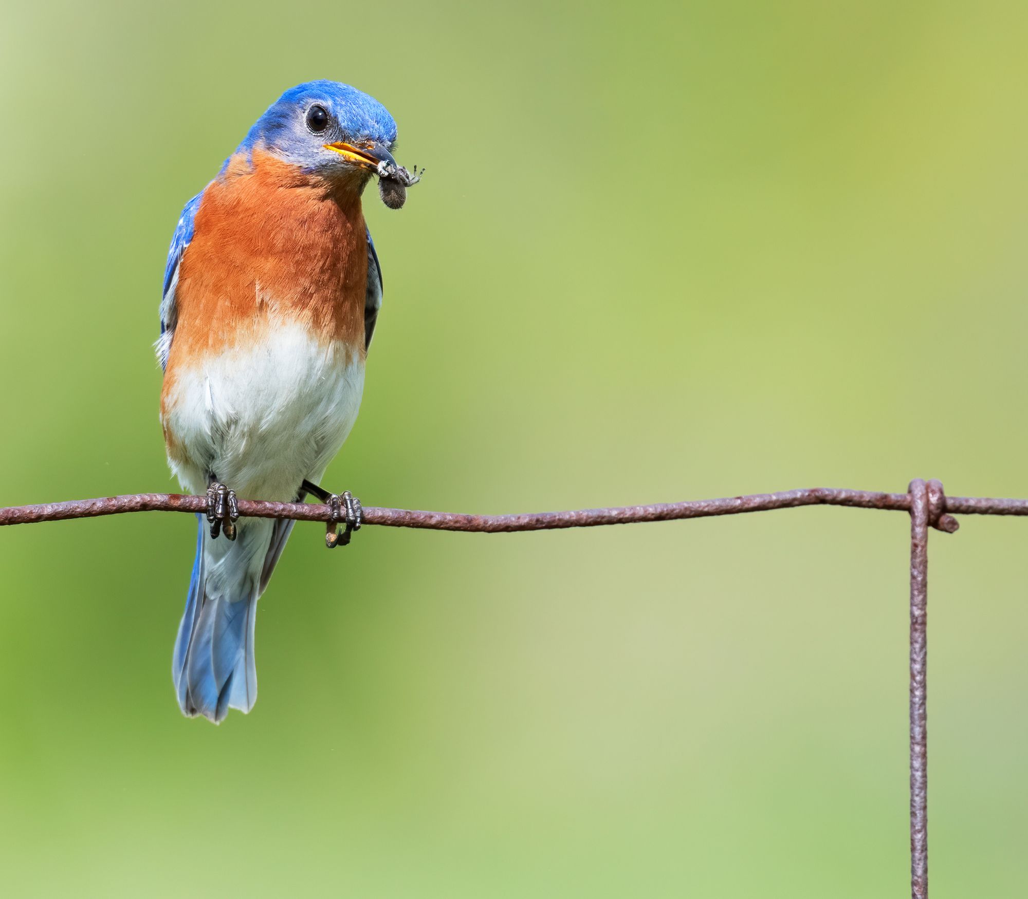 Wildlife Guide - Eastern Bluebird