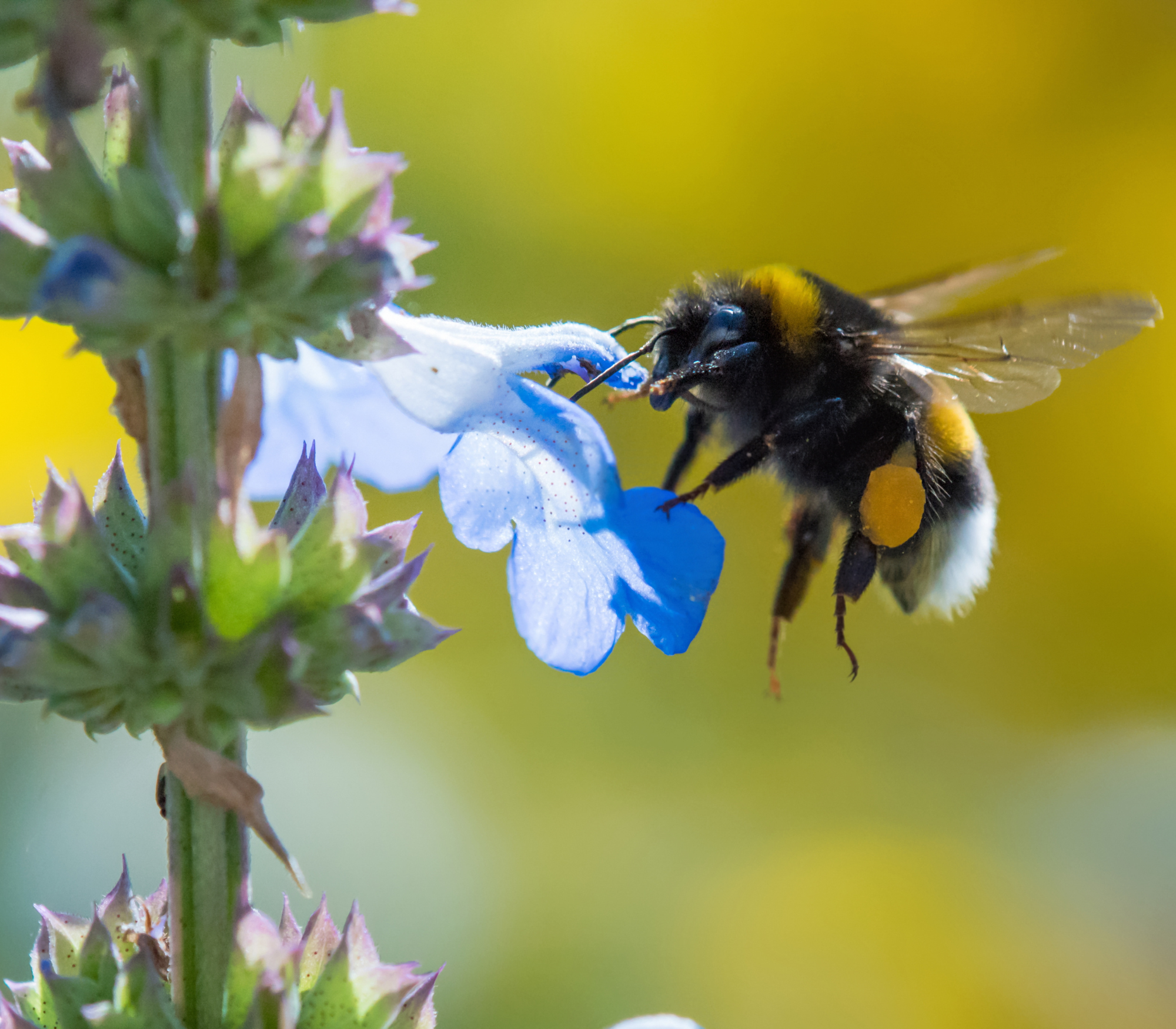 Eastern Bumble Bee