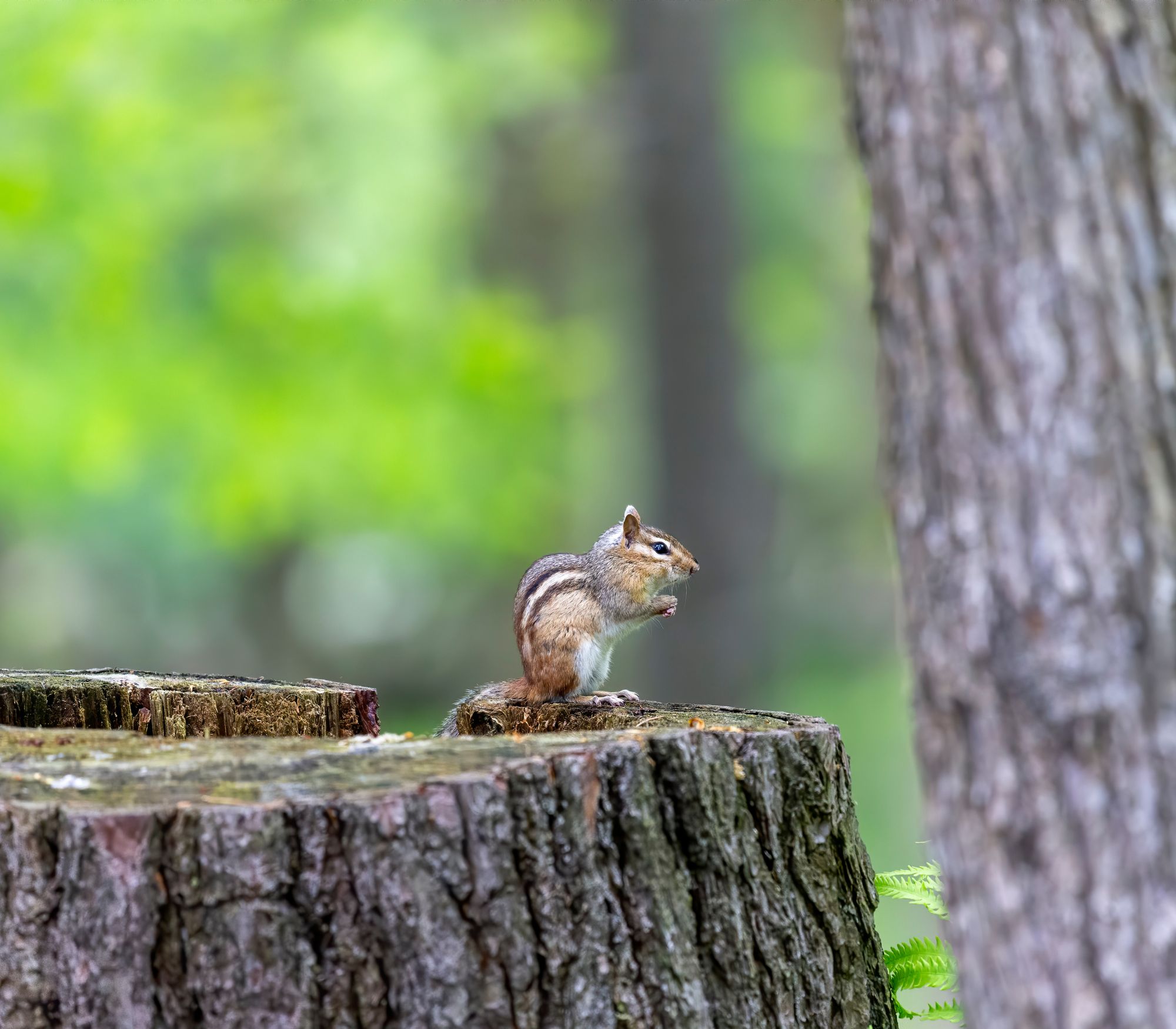 AF Wildlife - Eastern Chipmunk