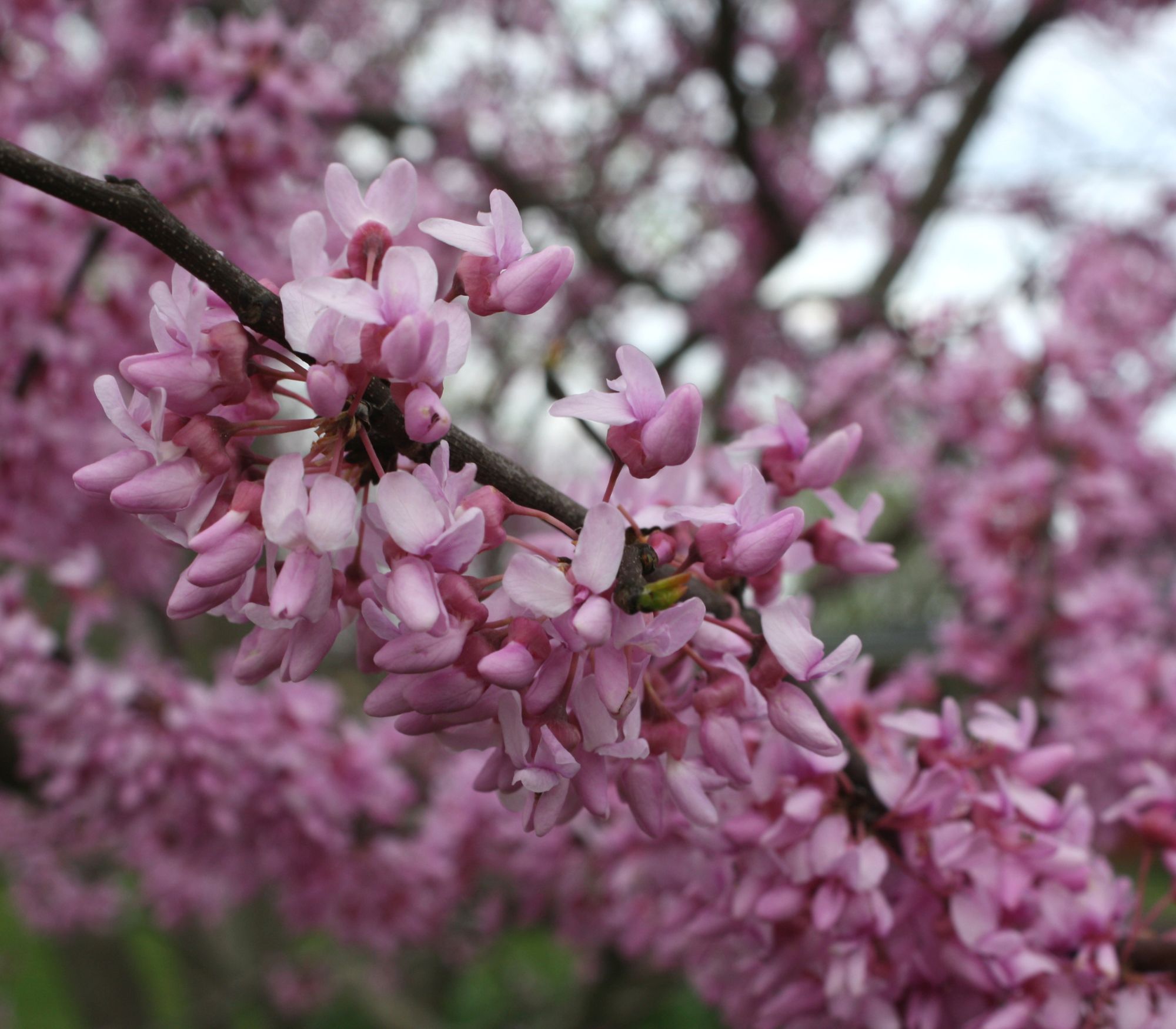 AF Wildlife - Eastern Redbud