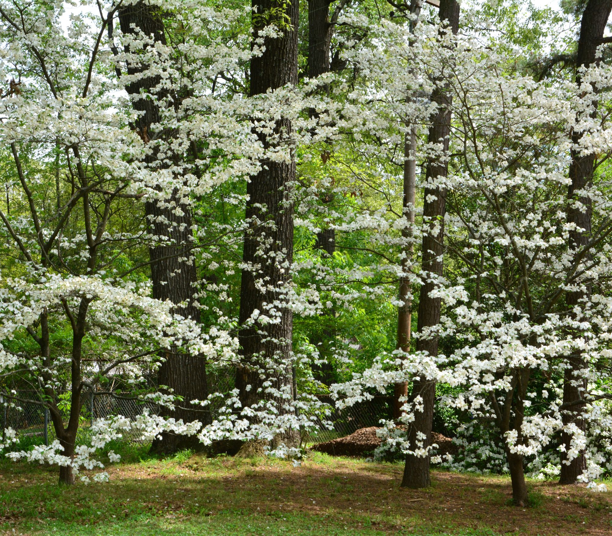 AF Wildlife - Flowering Dogwood