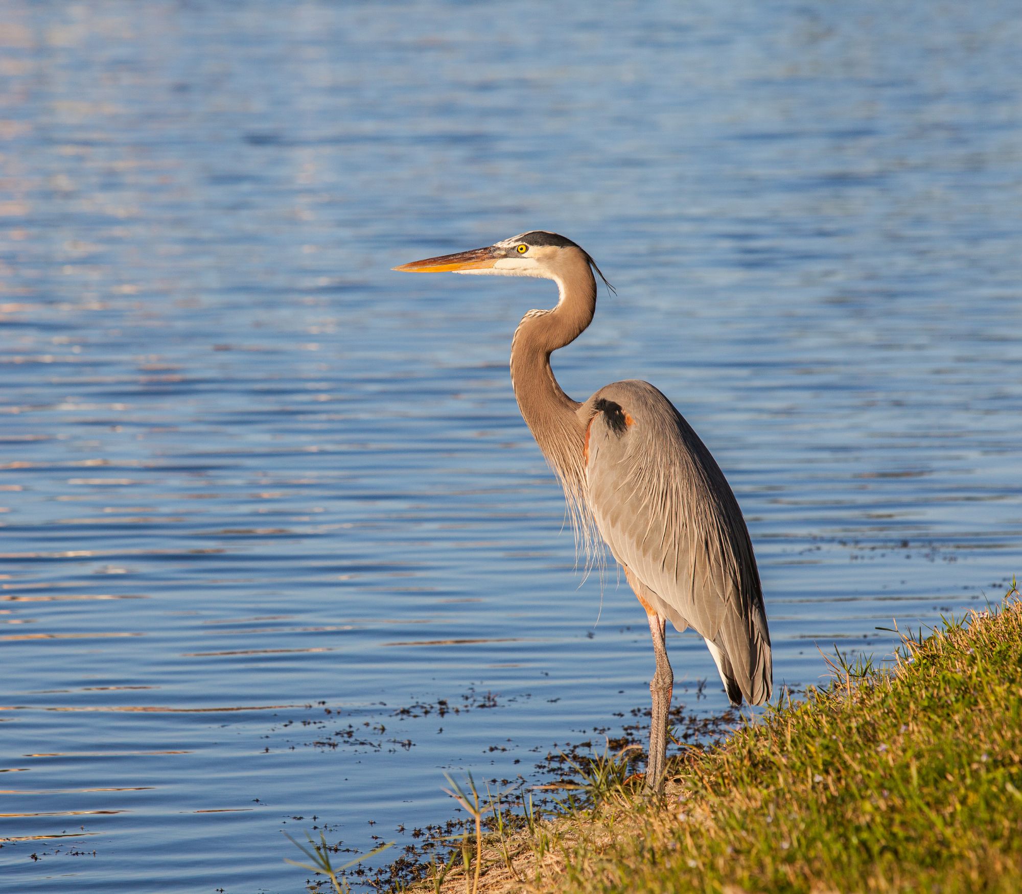 AF Wildlife - Great Blue Heron