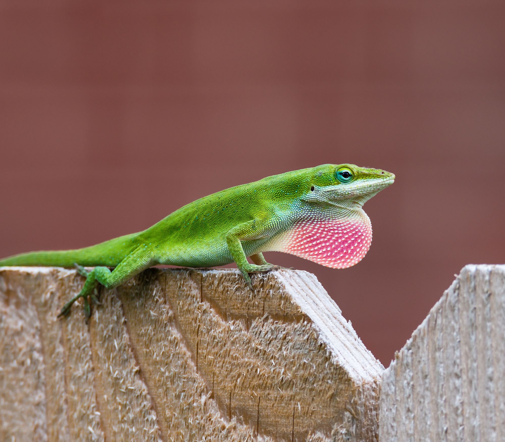 AF Wildlife - Green Anole