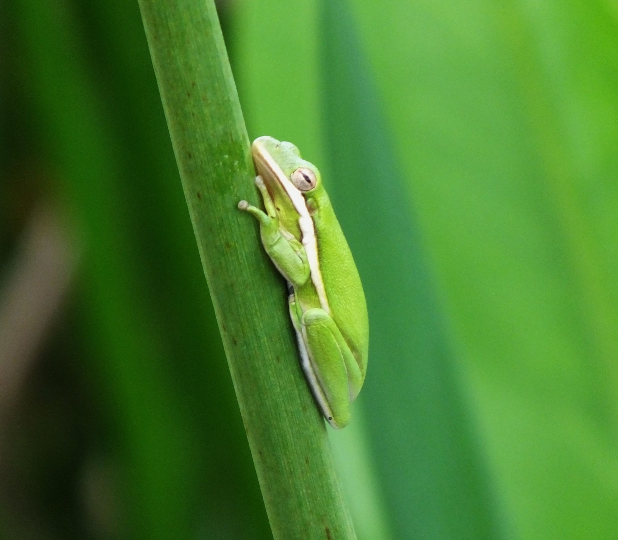 AF Wildlife - Green Treefrog