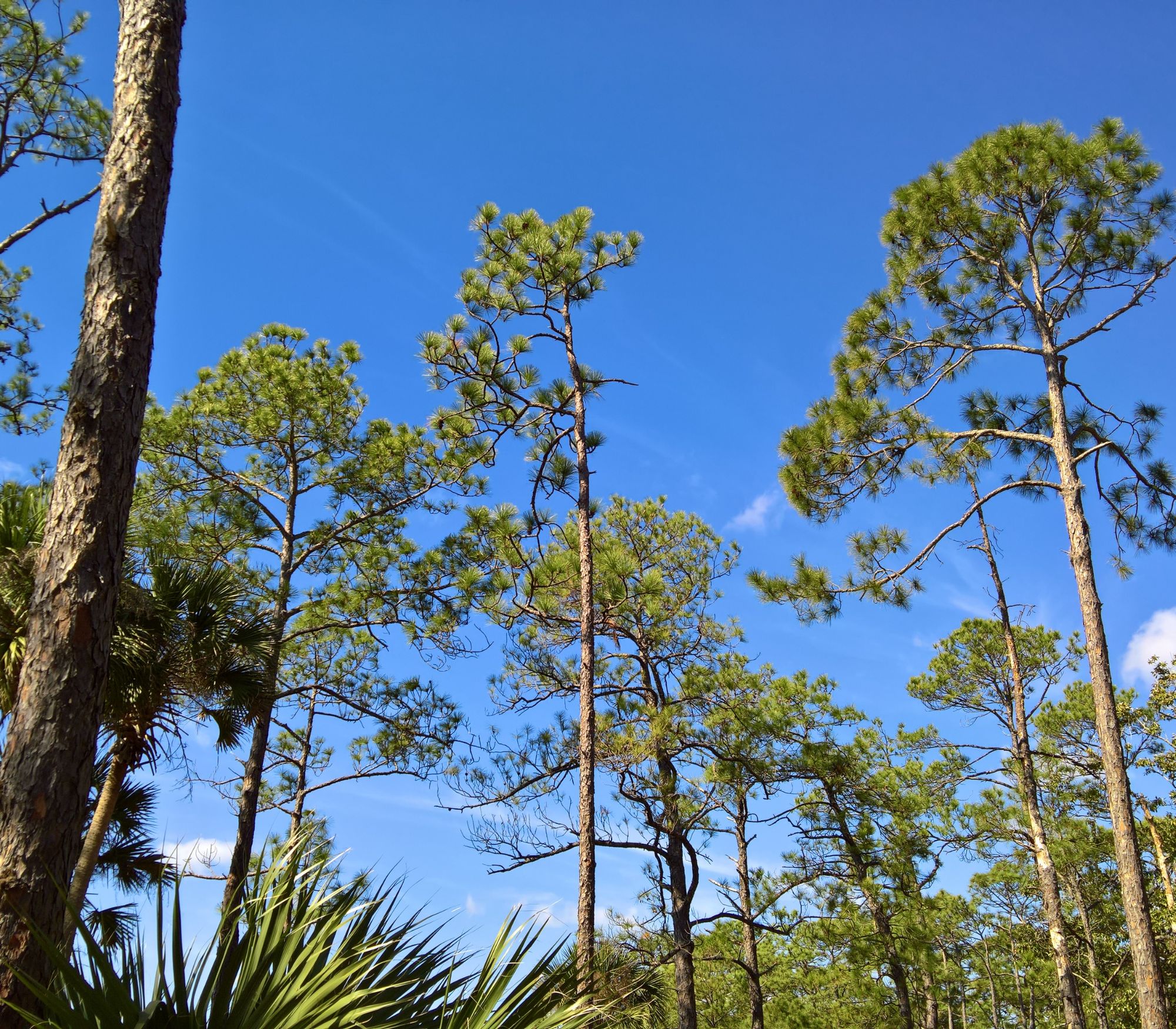 AF Wildlife - Longleaf Pine