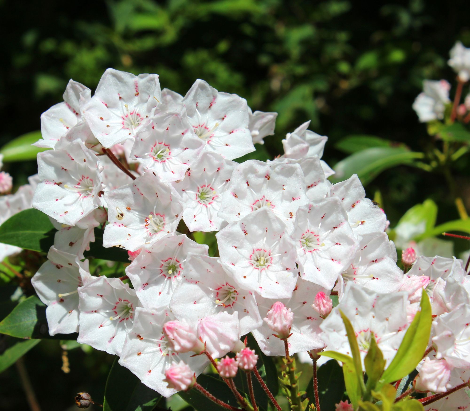 AF Wildlife - Mountain Laurel