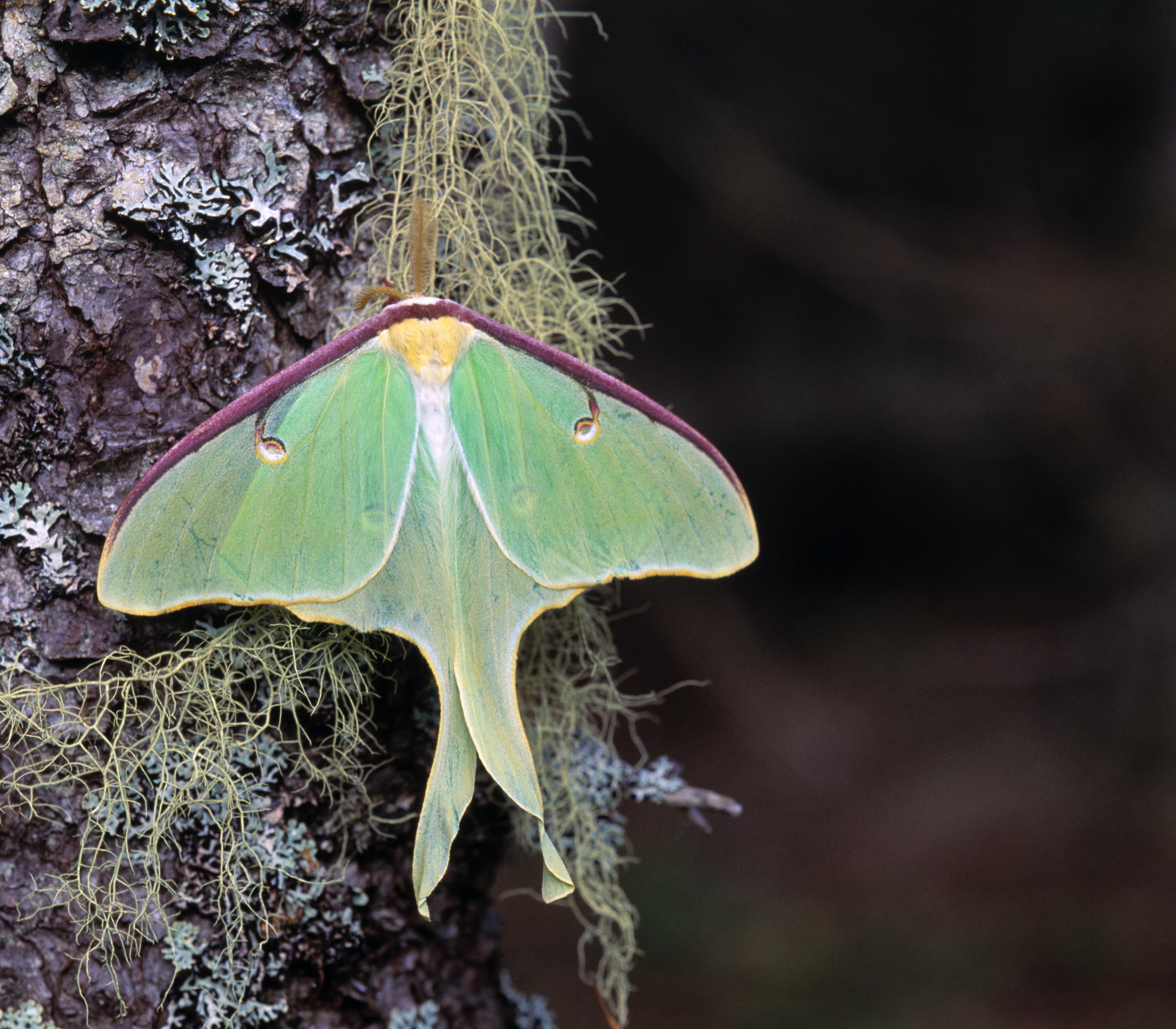 North American Luna Moth