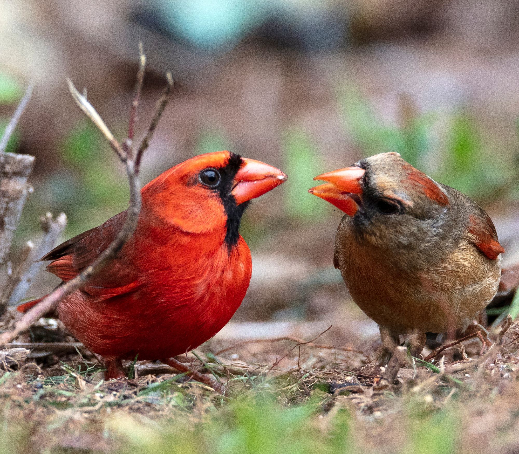 AF Wildlife - Northern Cardinal