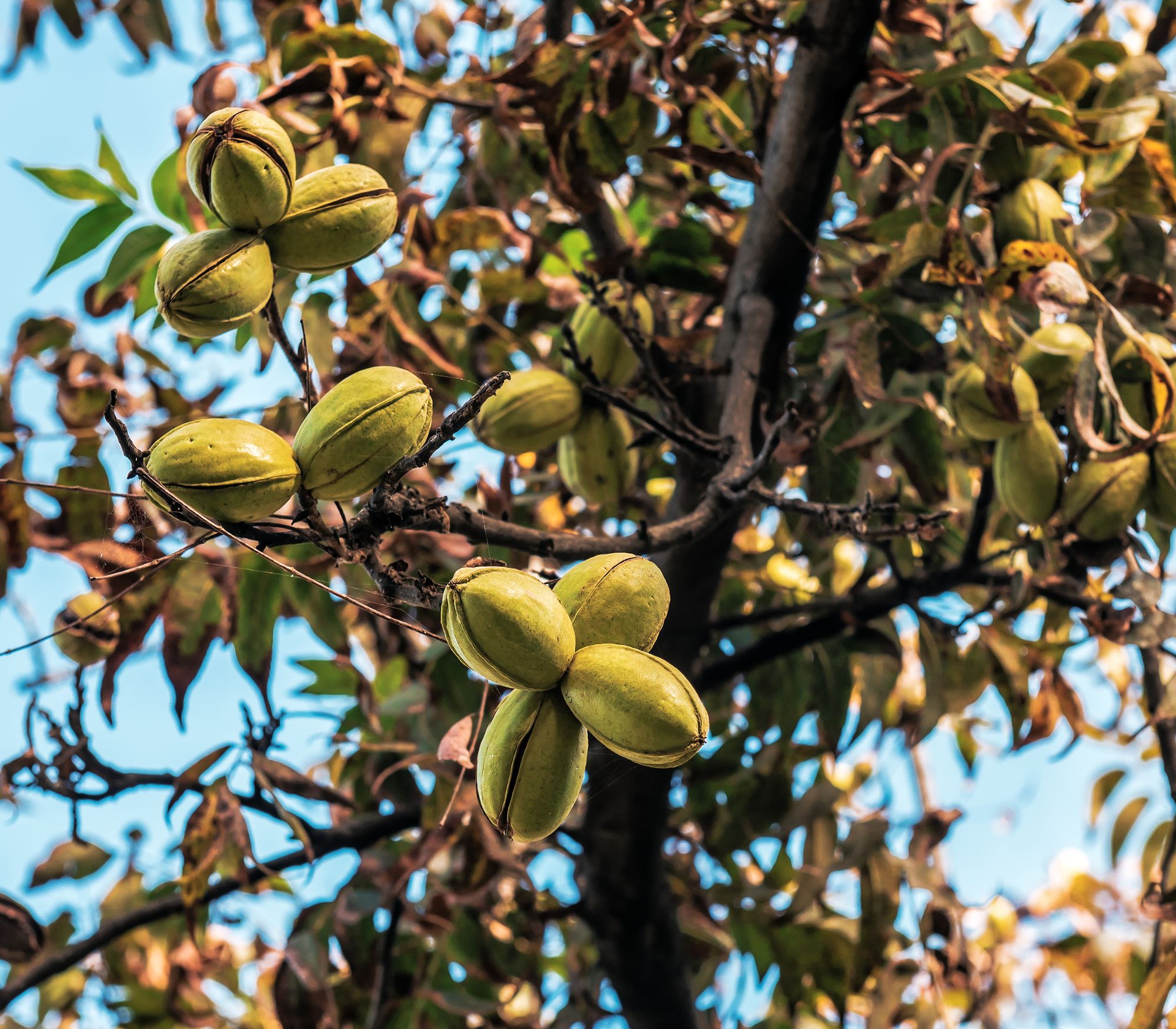 AF Wildlife - Pecan Tree