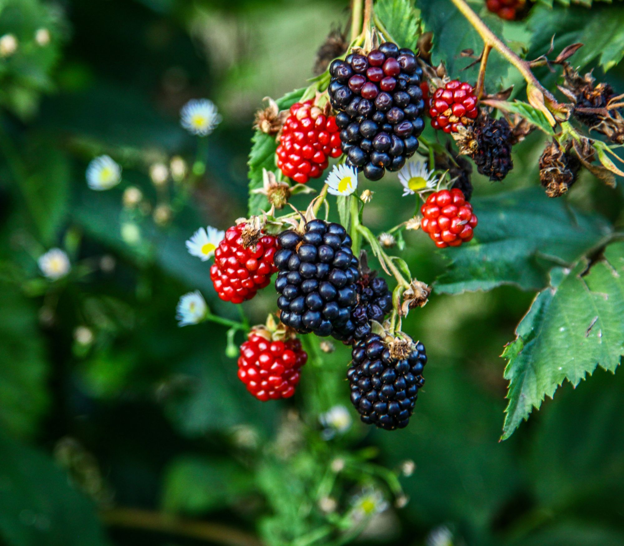 Pennsylvania Blackberry