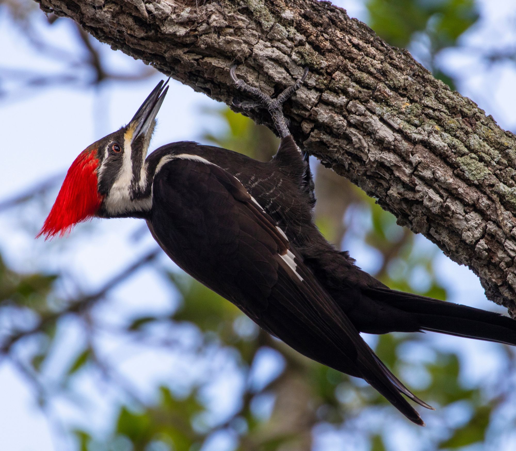AF Wildlife - Pileated Woodpecker
