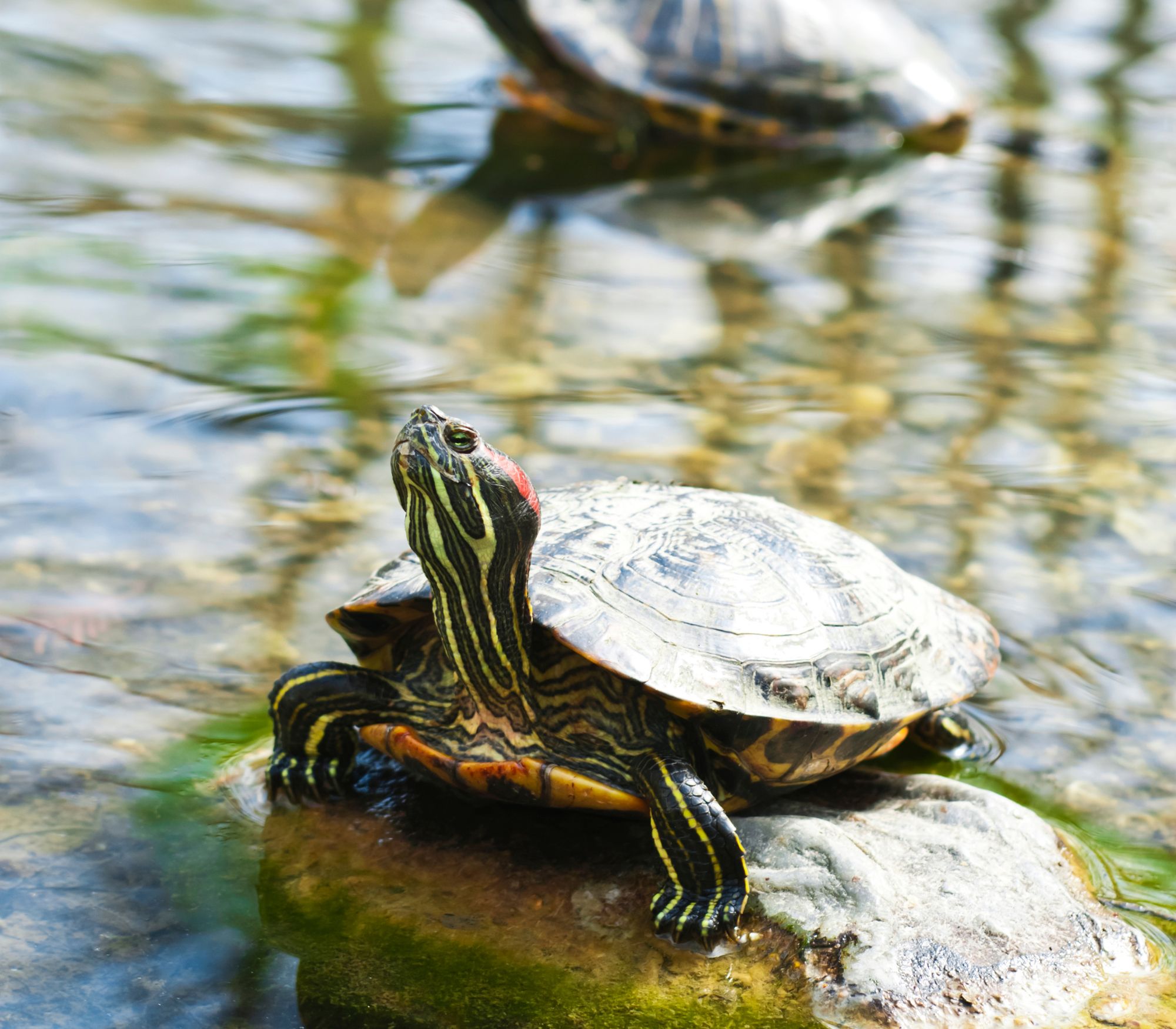 AF Wildlife - Pond Slider