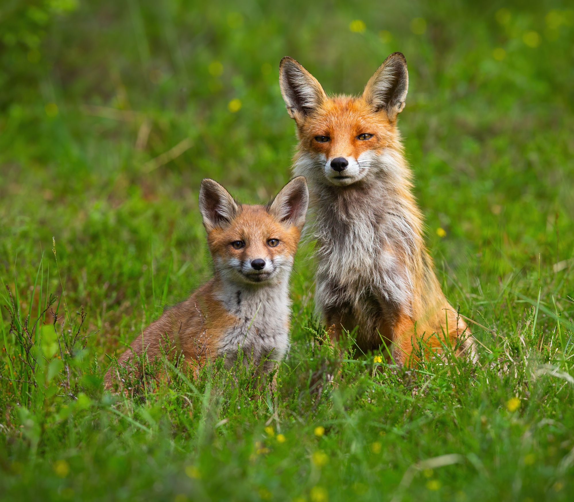 AF Wildlife - Red Fox