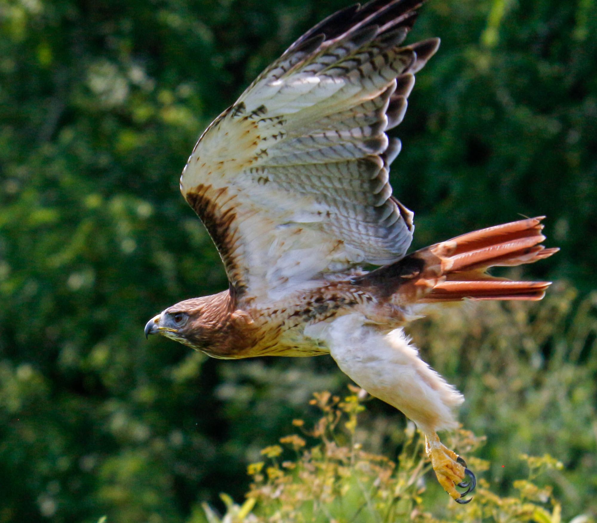 AF Wildlife - Red-Tailed Hawk