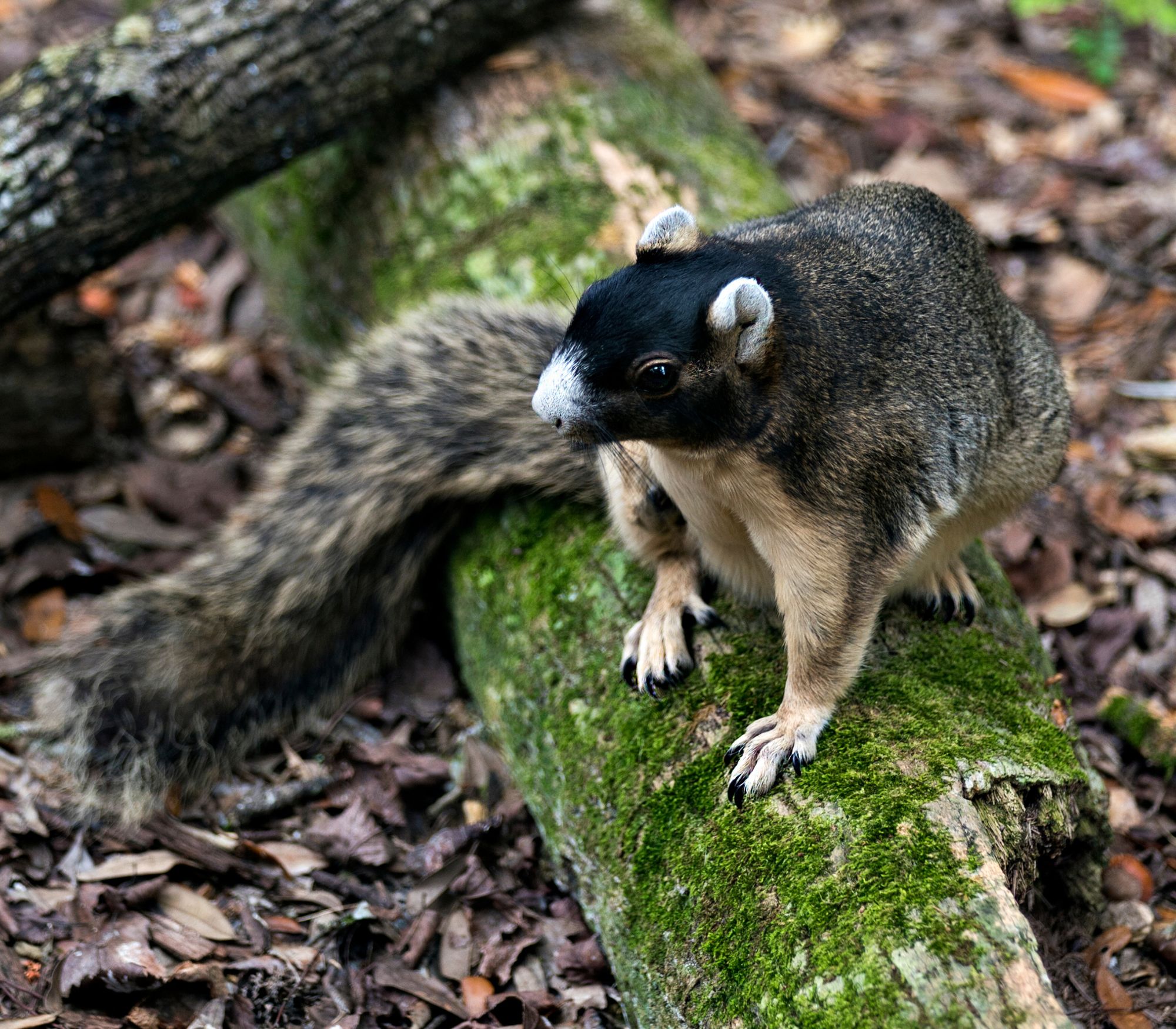AF Wildlife - Southern Fox Squirrel