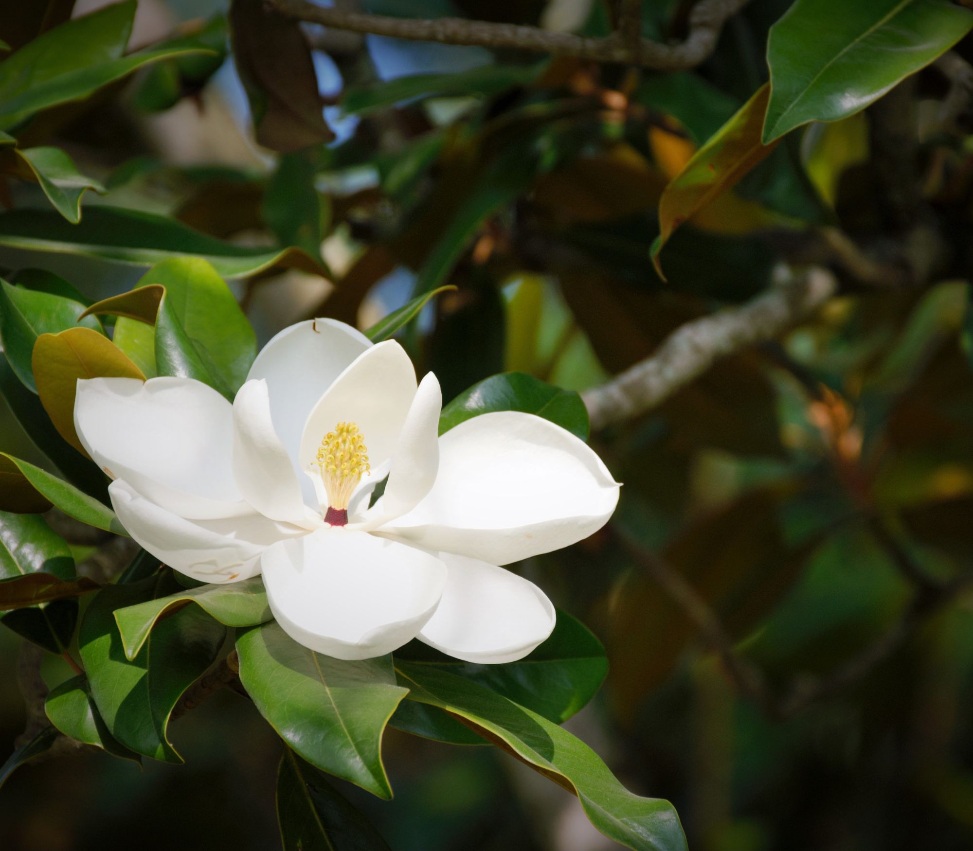 AF Wildlife - Southern Magnolia