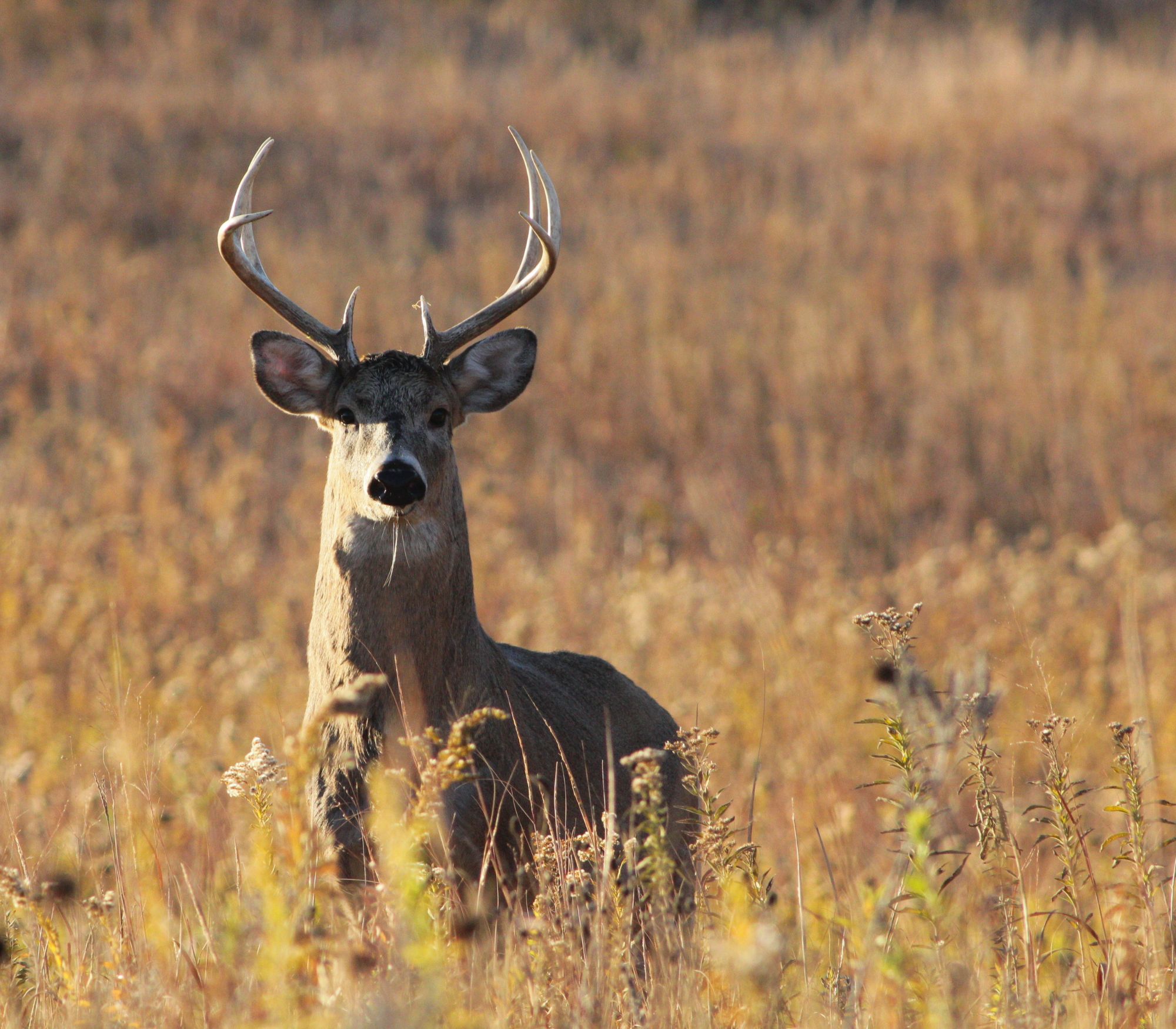 AF Wildlife - White-Tailed Deer